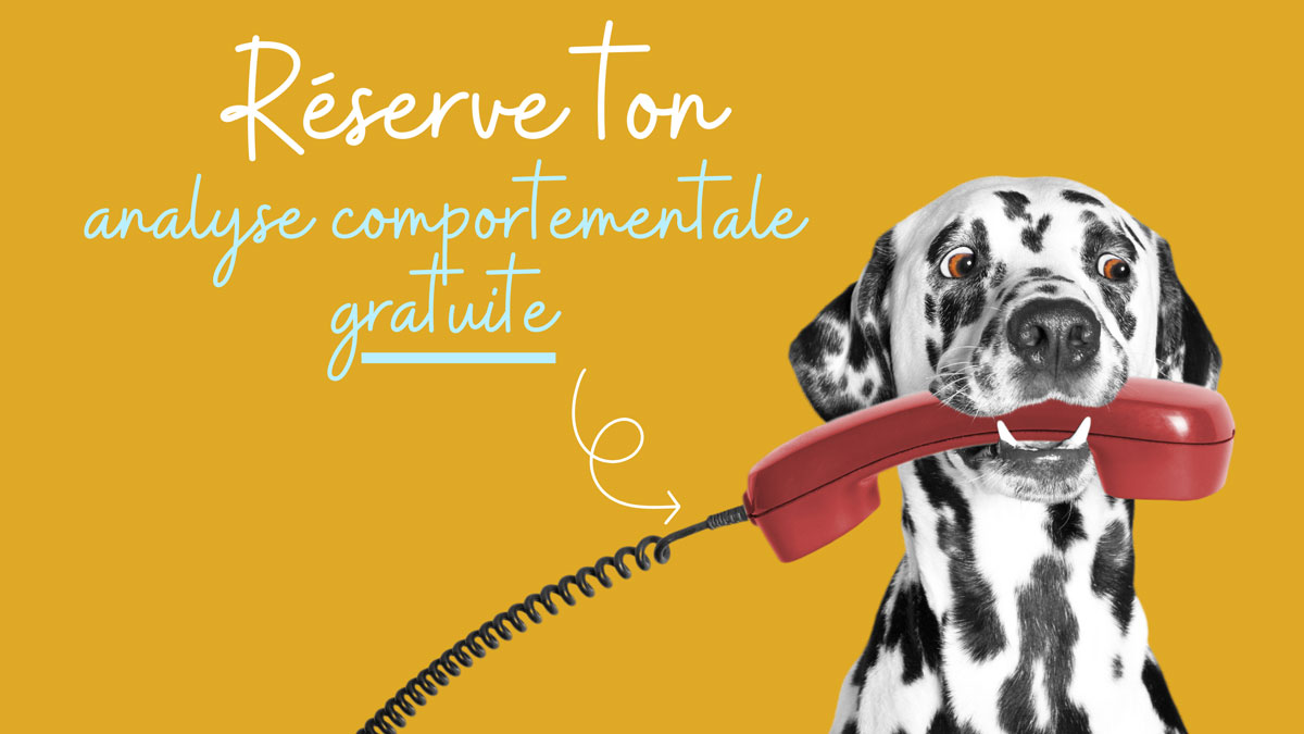 Réserve ton appel d'analyse comportementale de ton chien