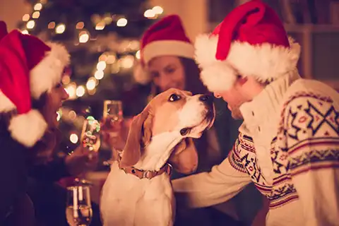 Chien fête de Noël